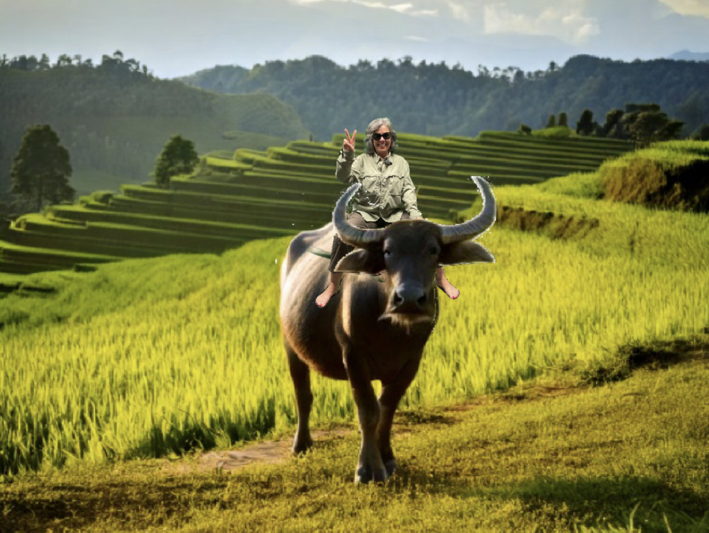 A person is riding a water buffalo in a lush green rice field, surrounded by rolling hills and a bright sky.